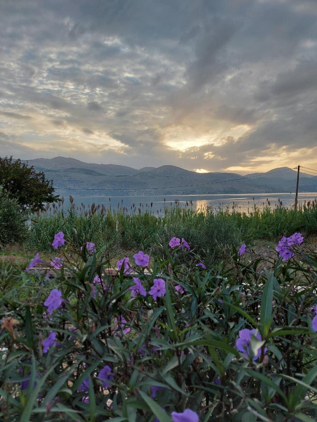Apollonides Seafront Villa1 Aoede Lixouri Exteriör bild