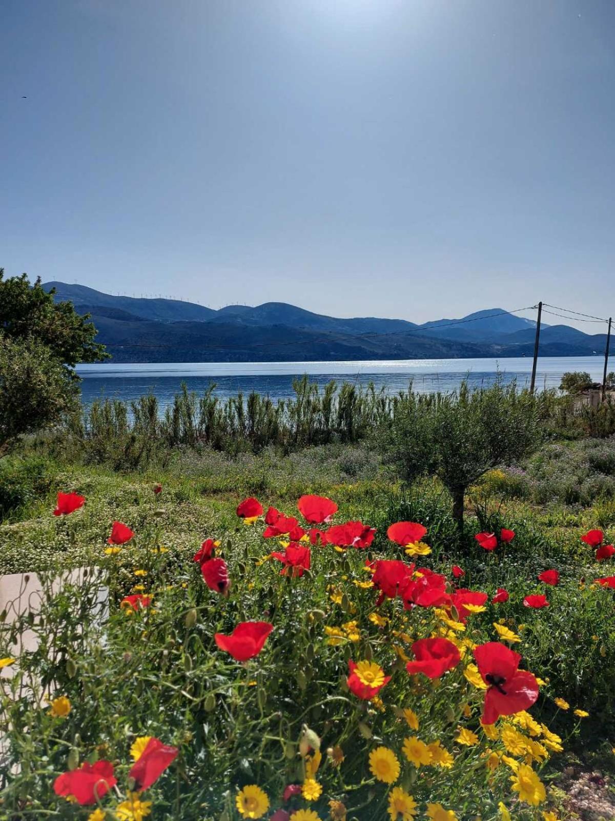 Apollonides Seafront Villa1 Aoede Lixouri Exteriör bild